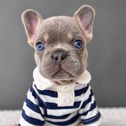 Waffles - Tricolors male French Bulldog puppy in Porter, Texas from Whatabulldog