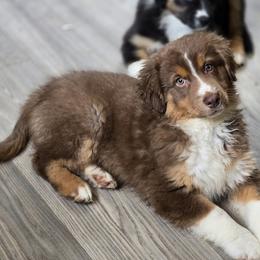 Joe - Red tri-color male Australian Shepherd puppy in Albion, Michigan from Northern Lights Aussies (NL Aussies)