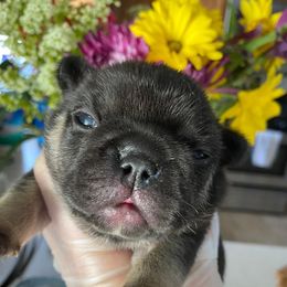 French Bulldog and Rottweiler Puppies from Starkhaus Rottweilers