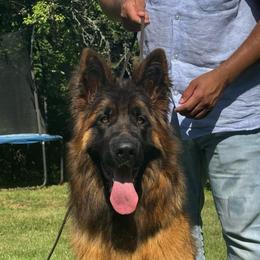 Millie - German Shepherd
