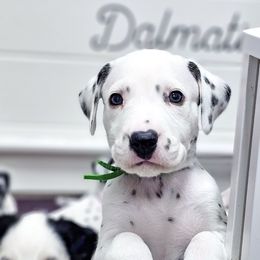 Mowgli - White and black male Dalmatian puppy in Gray, Georgia from Fuller Spots