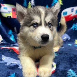 AKC Oakley - Gray and white male Siberian Husky puppy in Centreville, Maryland from Huskies By the Bay