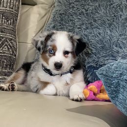 Miniature Australian Shepherd Puppies from Amberwood DD Aussies