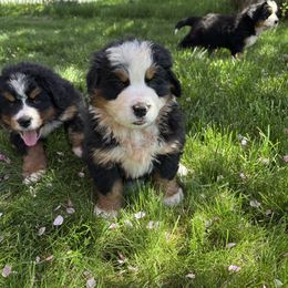 Girl 1 - Bernese Mountain Dog puppy in Fort Jones, California from Acorn Hill Bernese