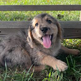 Cynthia - Merle female Assorted Doodle Crosses puppy in Kansas City, Missouri from Beary GoldenDoodles