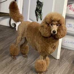 Cahaba - Poodle
