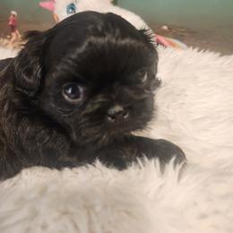 Shih Tzu Puppies from Grandma Ts Precious Puppies