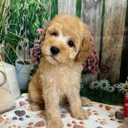 Zadie - Apricot female Cavapoo puppy in Lebanon, Missouri from Danielle’s Doodles