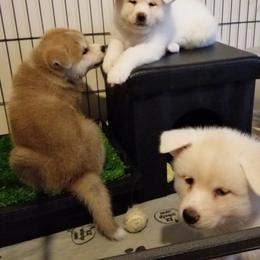 Japanese Akitainu Puppies from Four Seasons Akita (Shikisou)