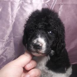 Chihuahua and Poodle Puppies from October Glory Standard Poodles