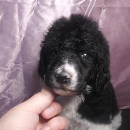 Chihuahua and Poodle Puppies from October Glory Standard Poodles
