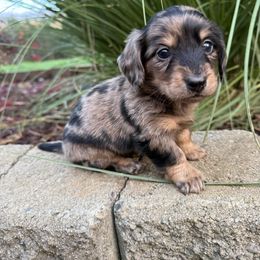 Leo - Dapple male Dachshund puppy in Oregon from Bailey’s Dachshunds