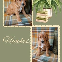 Hawkes - Apricot male Goldendoodle puppy in Coarsegold, California from Hobbit Hollow Acres