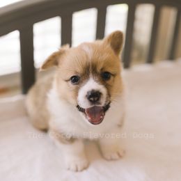 Patches - Sable Pembroke Welsh Corgi puppy in Bakersfield, California from The Corgi Flavored Dogs