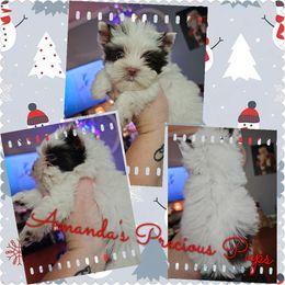 Kb chocolate parti - Chocolate, tan and white female Yorkshire Terrier puppy in Wartburg, Tennessee from Amanda's Precious Pups