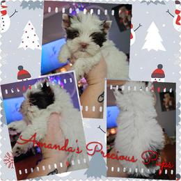 Kb chocolate parti - Chocolate, tan and white female Yorkshire Terrier puppy in Wartburg, Tennessee from Amanda's Precious Pups