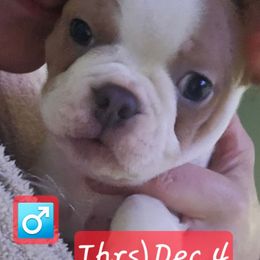 Blue fawn BoY - Blue male Boston Terrier puppy in Versailles, Indiana from Benhams Bostons