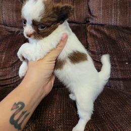 Chihuahua Puppies from B&D Chihuahuas