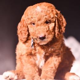 Silver - Red female Bernedoodle puppy in Macomb, Oklahoma from Fife and Wife Ranch LLC