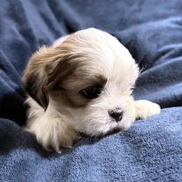 Rowan - Parti male Lhasa Apso puppy in Waterford, Connecticut from Floofie Butts