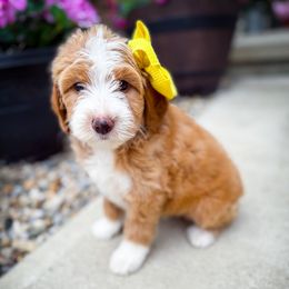 Perdy - White female Sheepadoodle puppy in Marion, Ohio from Doodles & Doxies