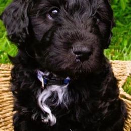 Aussiedoodles, Goldendoodles, and Miniature Australian Shepherds from Burton's Precious Doodles