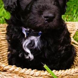 Aussiedoodles, Goldendoodles, and Miniature Australian Shepherds from Burton's Precious Doodles