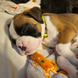NEON YELLOW - Fawn female Boxer puppy in Gloucester, Virginia from Keen Boxers