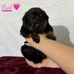 Pearl (Dark Pink collar) - Black and rust female Beauceron puppy in Waller, Texas from Côté Obscur