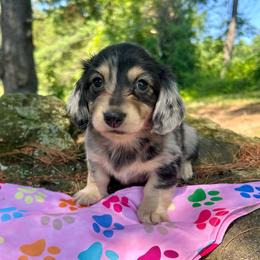 Willow - Dapple female Dachshund puppy in Coeymans Hollow, New York from Dachshunds of the Hollow