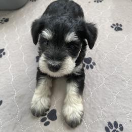 Miniature Schnauzer Puppies from Sue’s Miniature Schnauzers