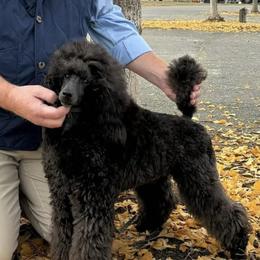 Poodle All Grown Up from Boon Hill Poodles