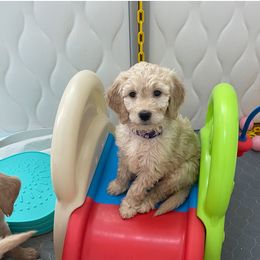 Bernedoodle and Goldendoodle Puppies from Lyon and Luna Goldendoodles Bernedoodles