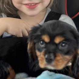 Bernedoodles, Cavapoos, Goldendoodles, and Golden Mountain Doodles from Bailey Mountain Doodles