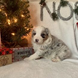 Australian Shepherd, Miniature American Shepherd, and Toy Australian Shepherd Puppies from Ahhmazing Aussies Arizona