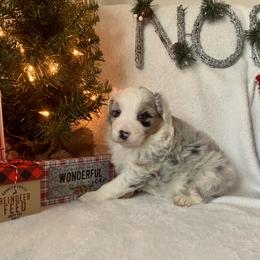 Australian Shepherd, Miniature American Shepherd, and Toy Australian Shepherd Puppies from Ahhmazing Aussies Arizona