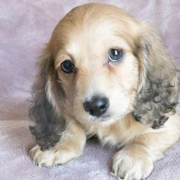 Dachshunds from Golden Moose Homestead
