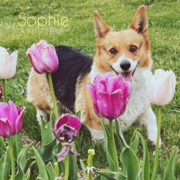 Sophie - Pembroke Welsh Corgi