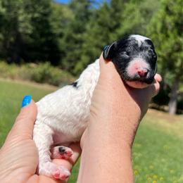 Mia - Parti female Poodle puppy in Wolf Creek, Oregon from Dejah Bleu Kennels