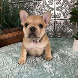 Urajiro girl - Fawn female French Bulldog puppy in Shelby Township, Michigan from Duvalls frenchies