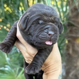 Versace - Chocolate female Labrador Retriever puppy in Orangevale, California from NorCal Silver & Coal Labradors