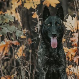 Dutch Shepherds from Pytka Performance K9