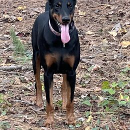 Vipsania - Black and rust female Doberman Pinscher puppy in Ludowici, Georgia from Royal Destiny Kennels