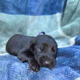 Arcadia - Black female Giant Schnauzer puppy in Fraziers Bottom, West Virginia from Loyal Hearts Farm / RK's Dobermans