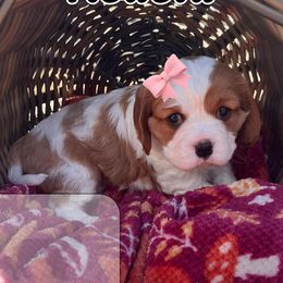 Cavalier King Charles Spaniel puppies from Whispering Pines Cavaliers