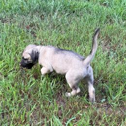 Brown - Yellow male Black Mouth Cur puppy in Warsaw, Missouri from Heritage Cow Dogs