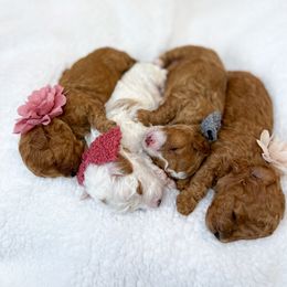 Maltipoo Puppies from Momma Mia's Malipoo's