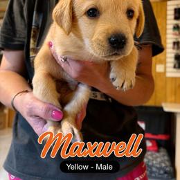 Maxwell - Yellow male Labrador Retriever puppy in Howards Grove, Wisconsin from Hunter’s Moon Retrievers