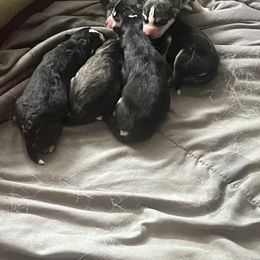 Siberian Husky puppies from Vance Huskies