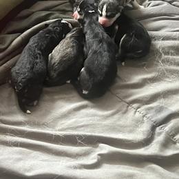 Siberian Husky puppies from Vance Huskies